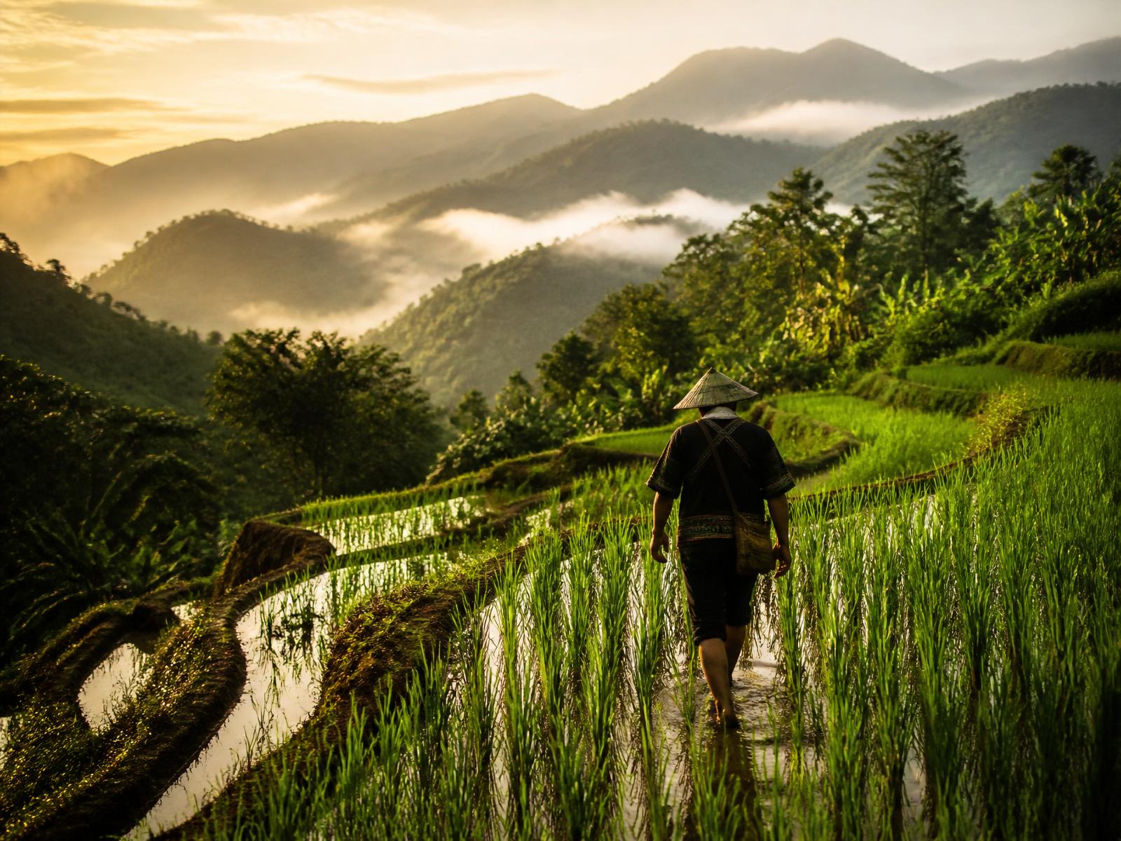 Terraced rice paddies in the highlands at first light, a lone farmer walking between the shoots